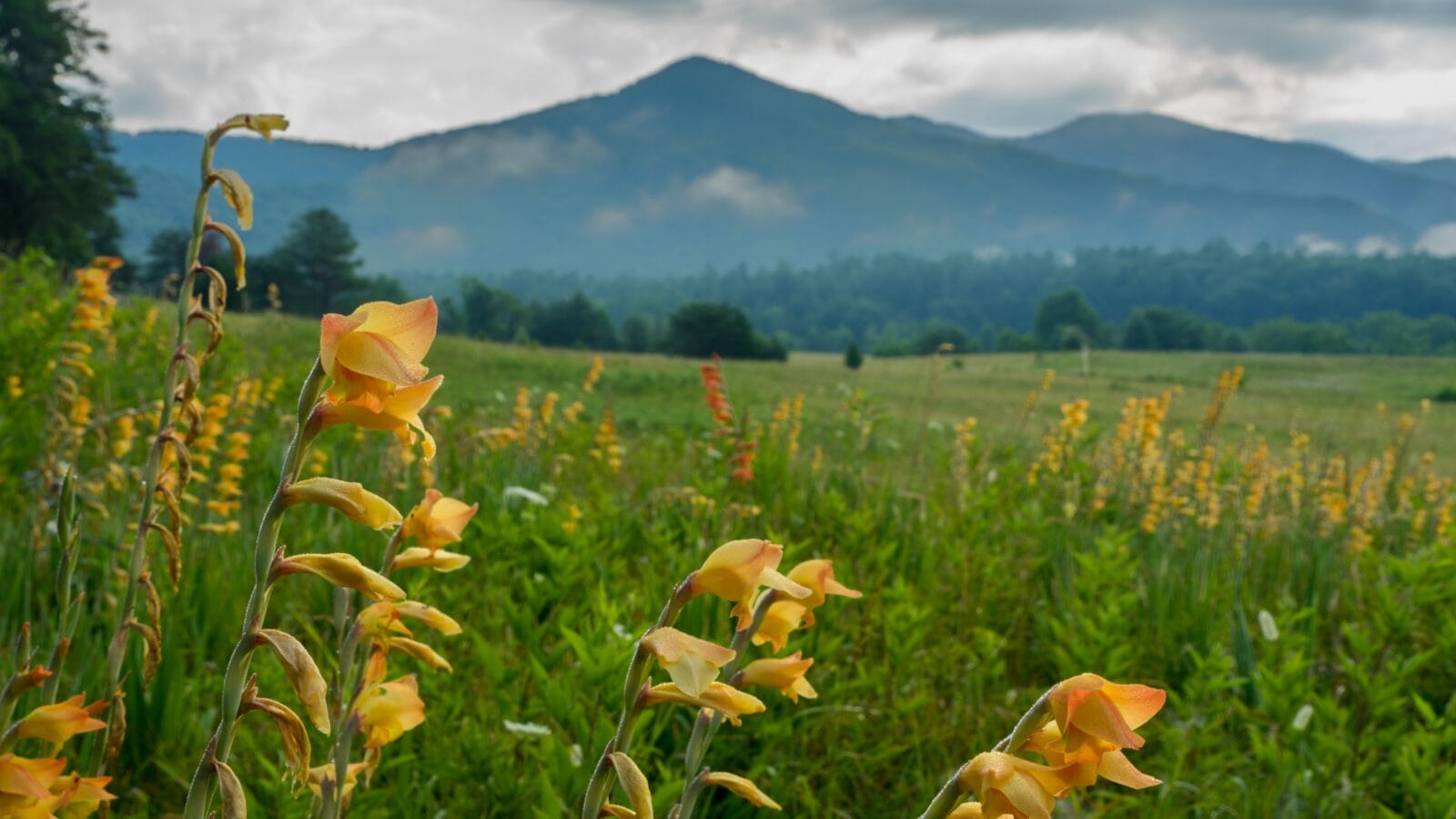 Great Smoky Mountains national Park