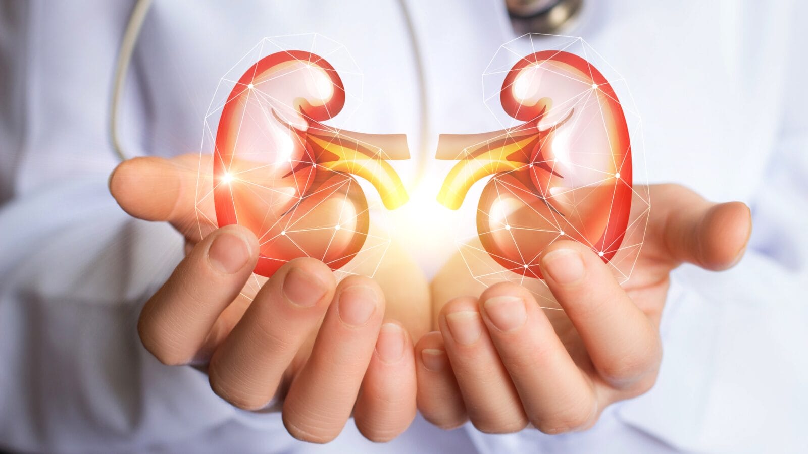 Doctor supports kidneys healthy concept design.