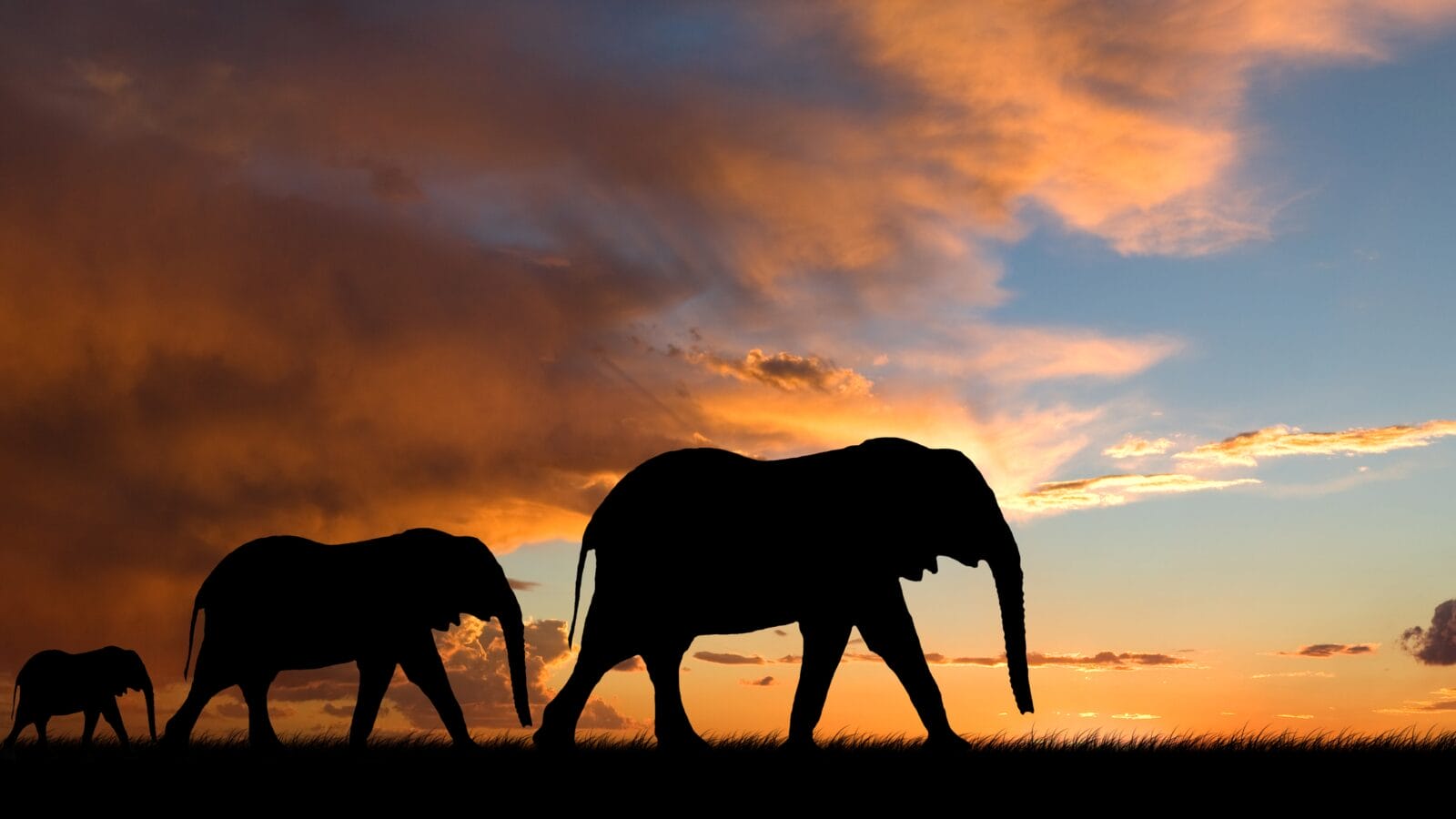 Elephant silhouette with red sunset in south africa.