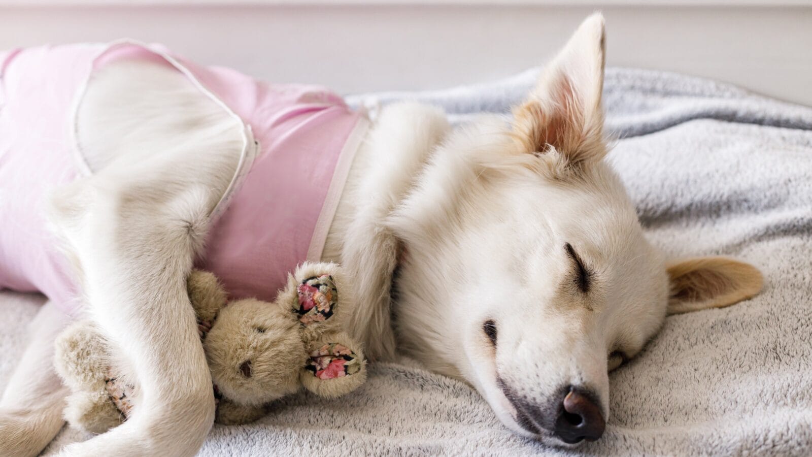 A dog sleeping with a toy.