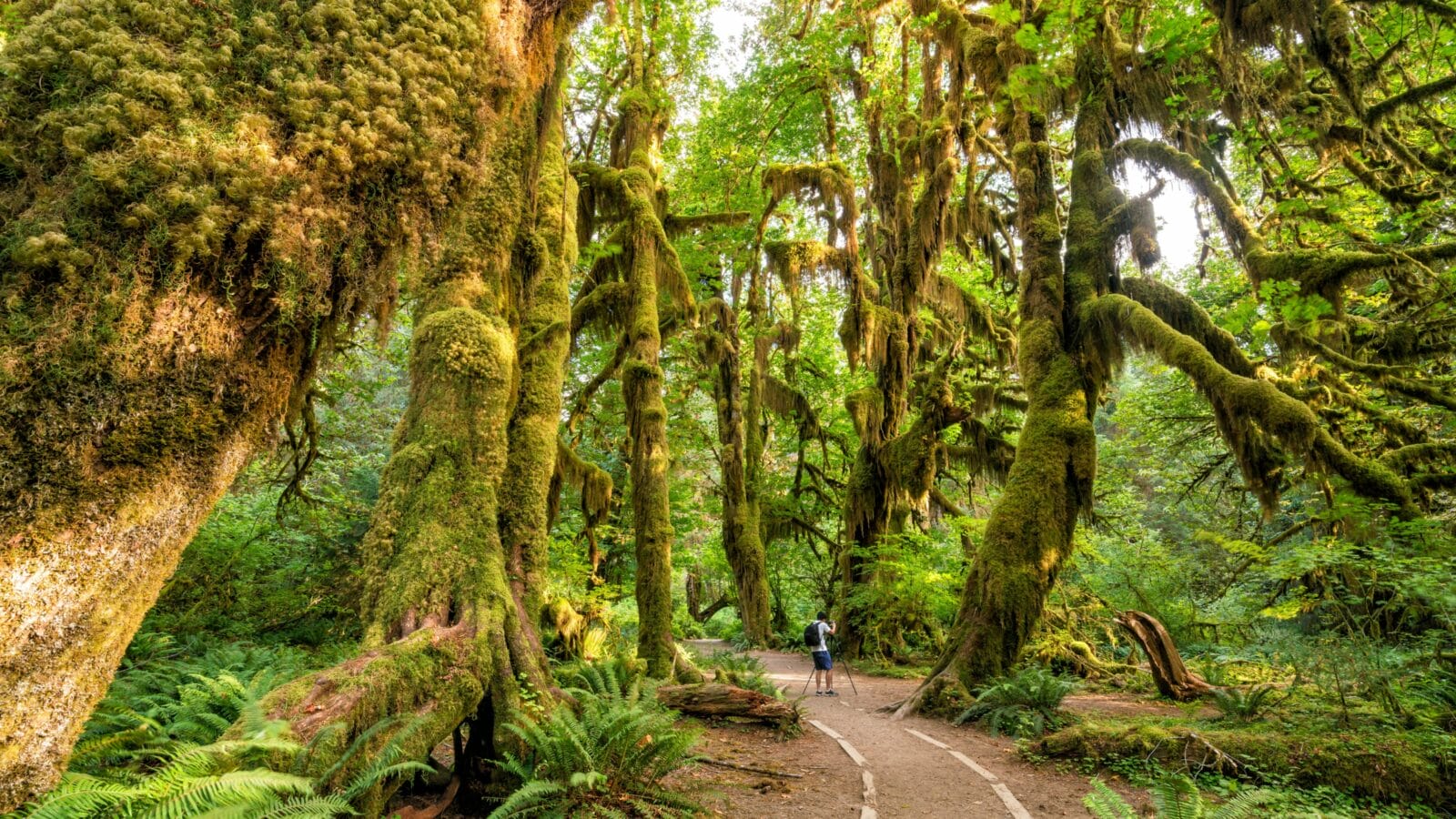 Hoh rain forest in olympic national park, washington, usa