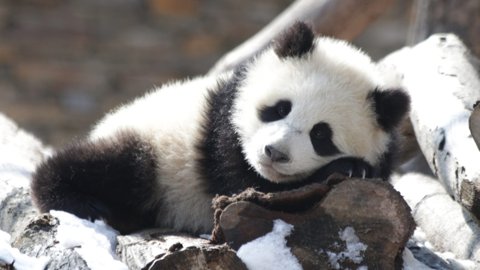 Little Giant Panda Cub is Playing in the Snow