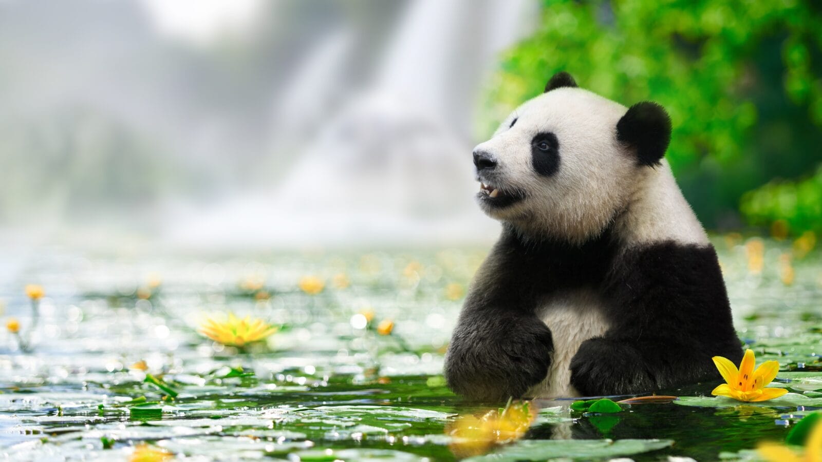 Panda enjoys bathing in a river with waterfall background.