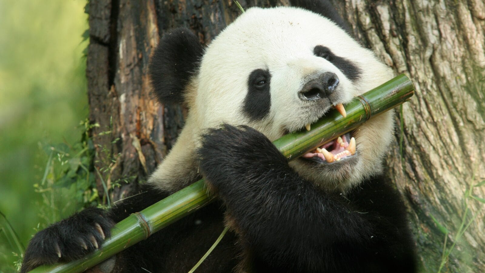 A panda eats a large bamboo stalk.