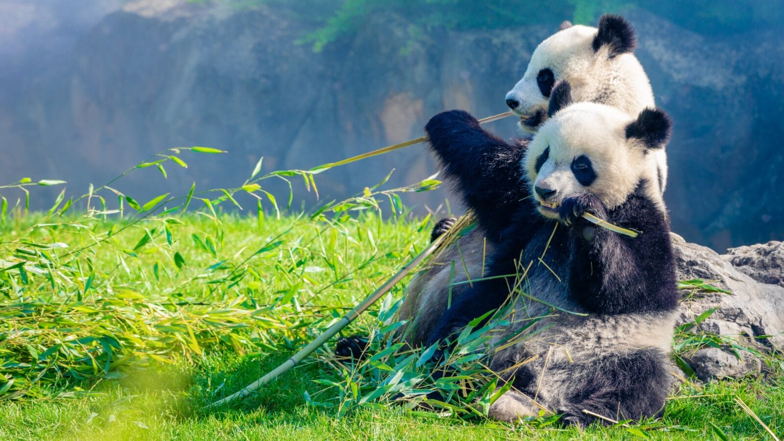 Mother Panda and her baby Panda are eating bamboo