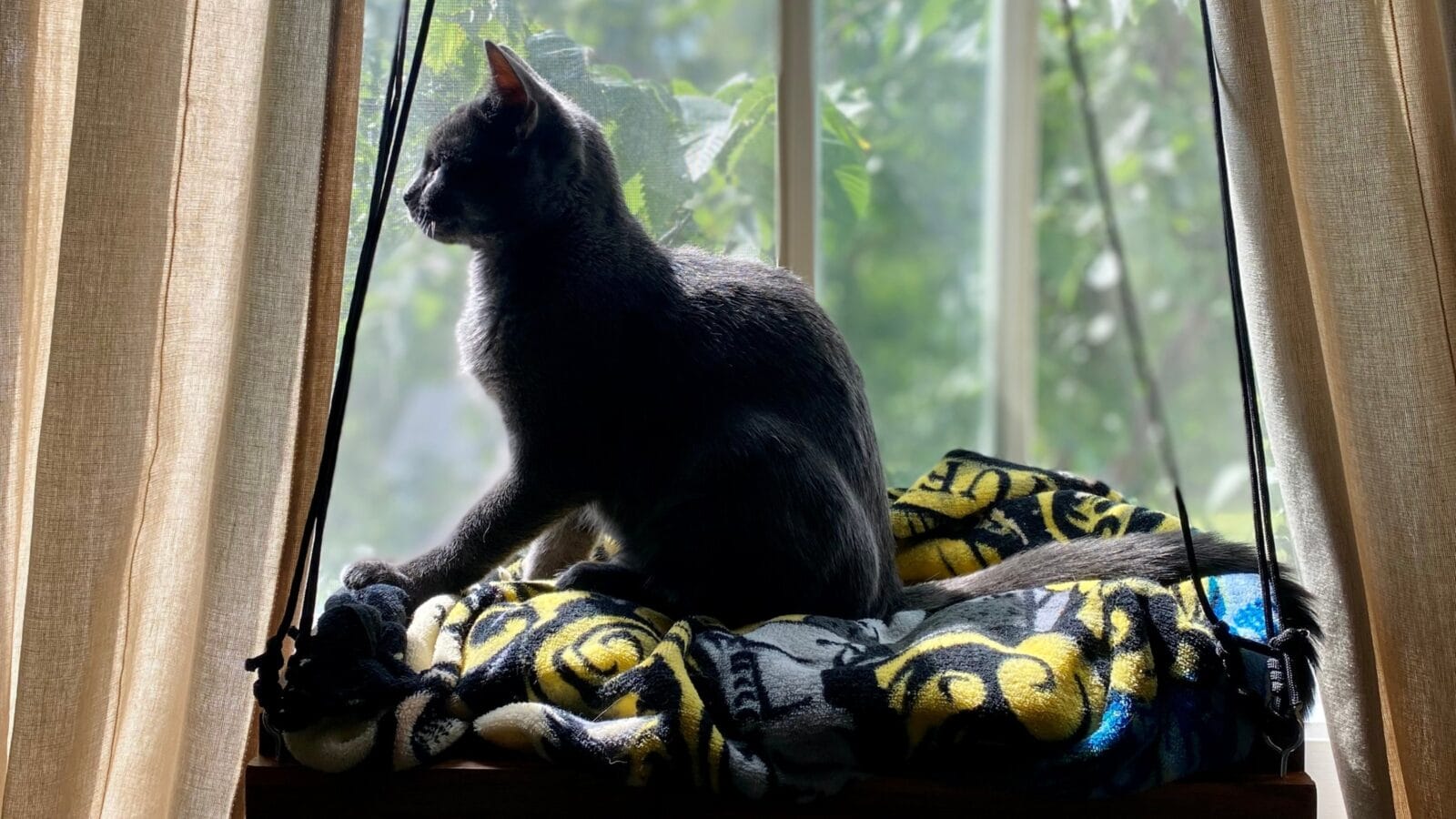 Kitten looking outside from window perch