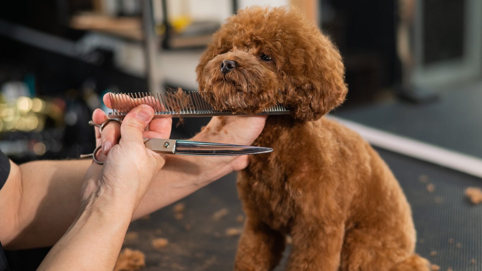 Woman trimming toy poodle with scissors