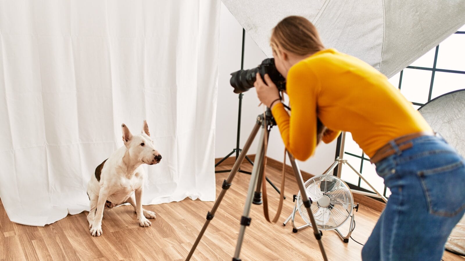 photographer making photo to dog at photography studio