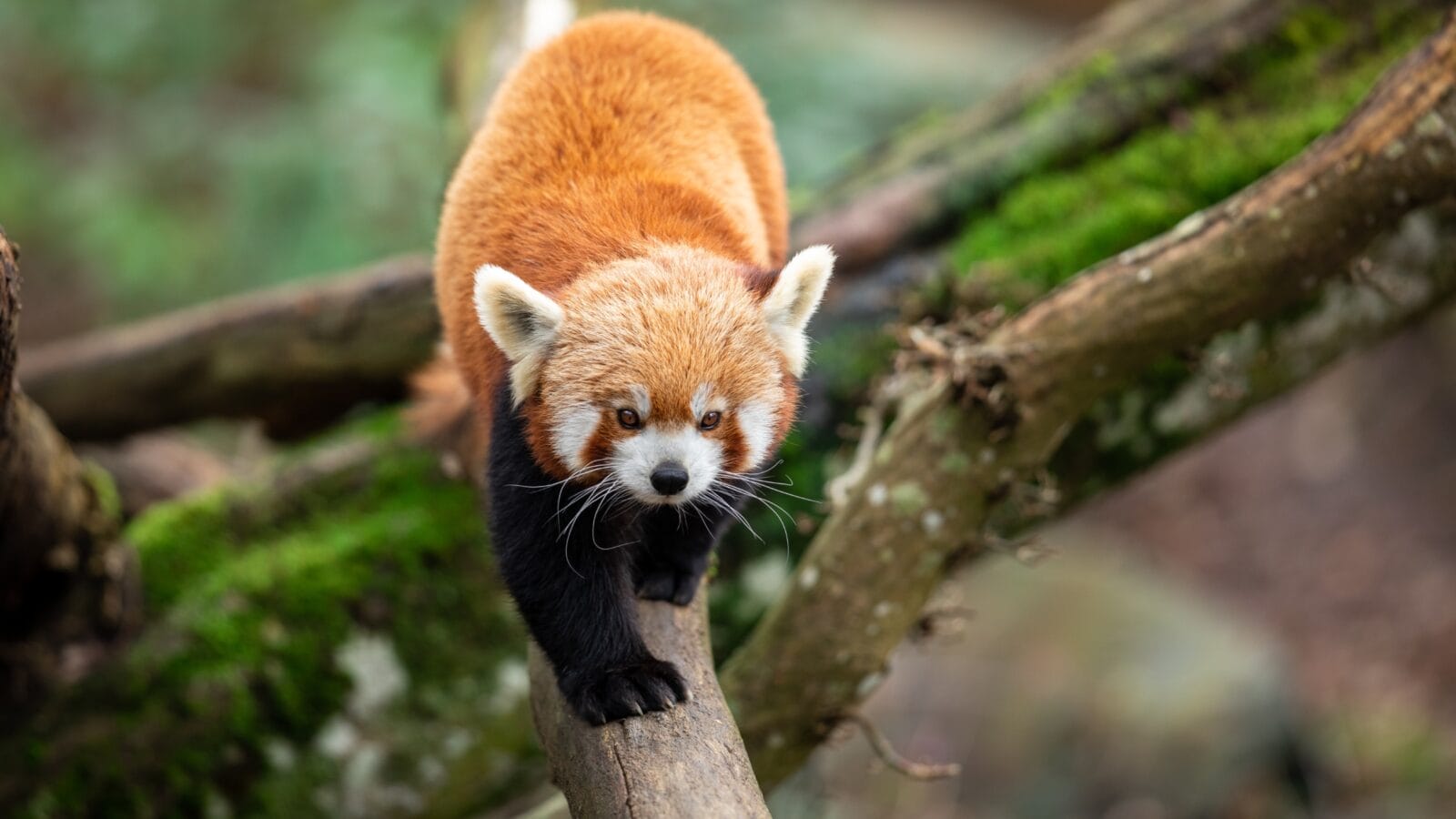 Red panda walking on a tree.