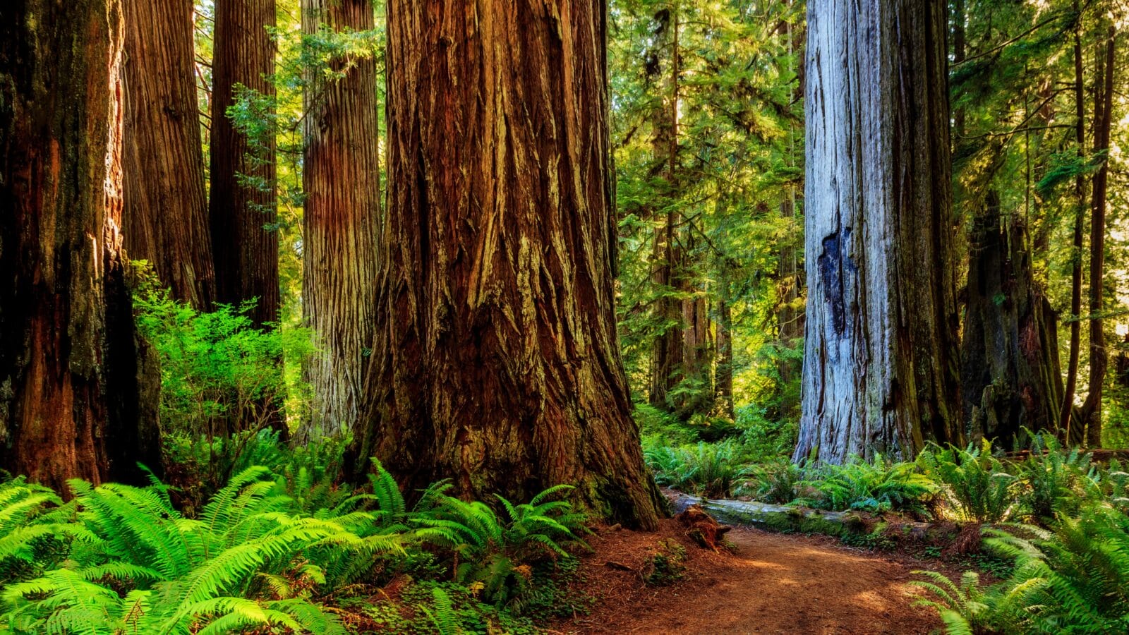 Redwood national park, pathway through the redwoods giants