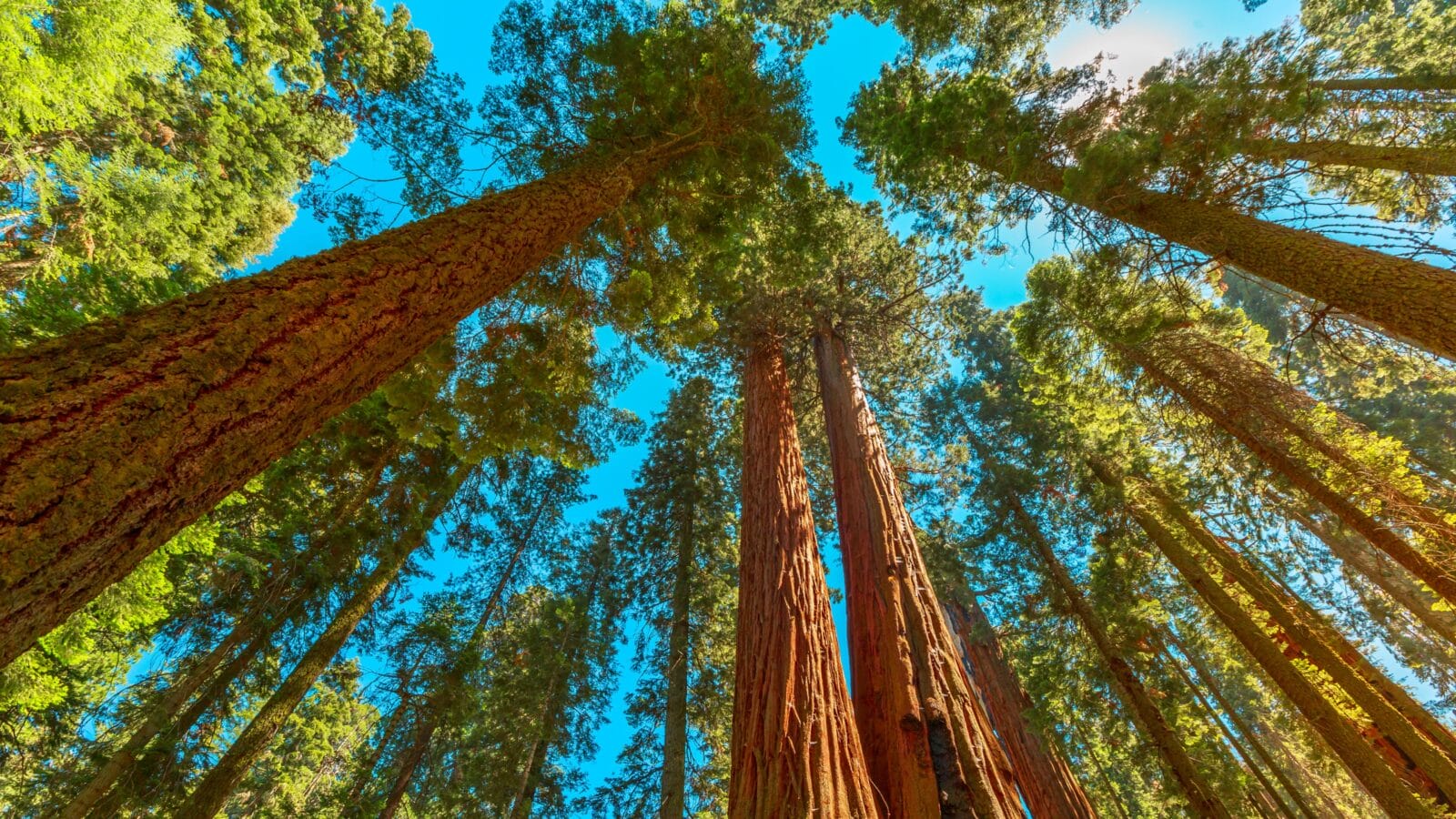 Sequoia National Park, California