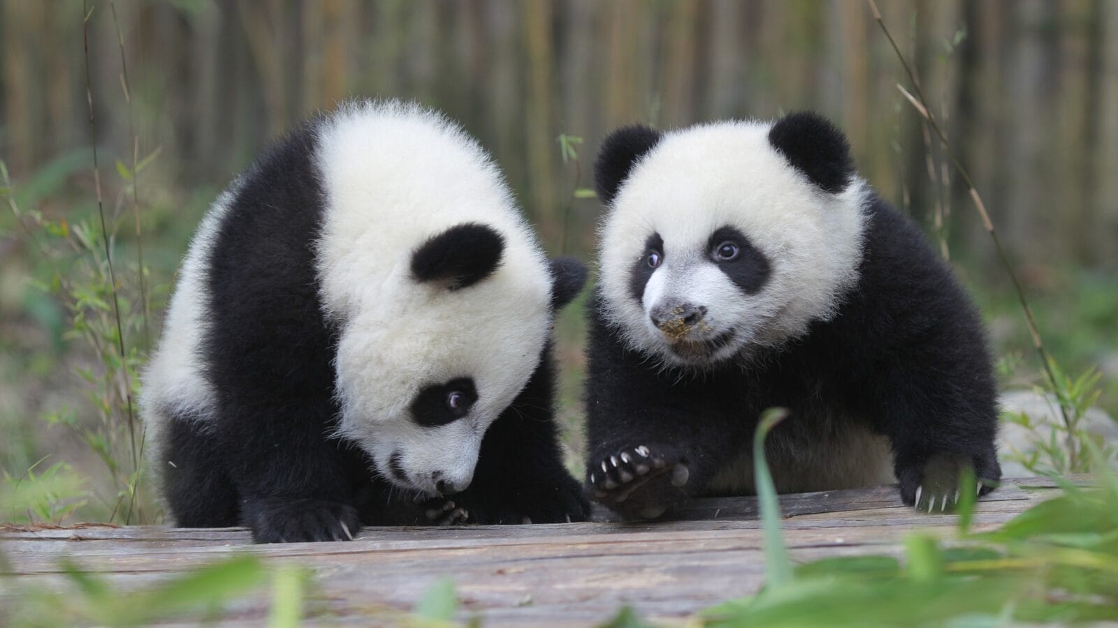 Two baby pandas acting shy.
