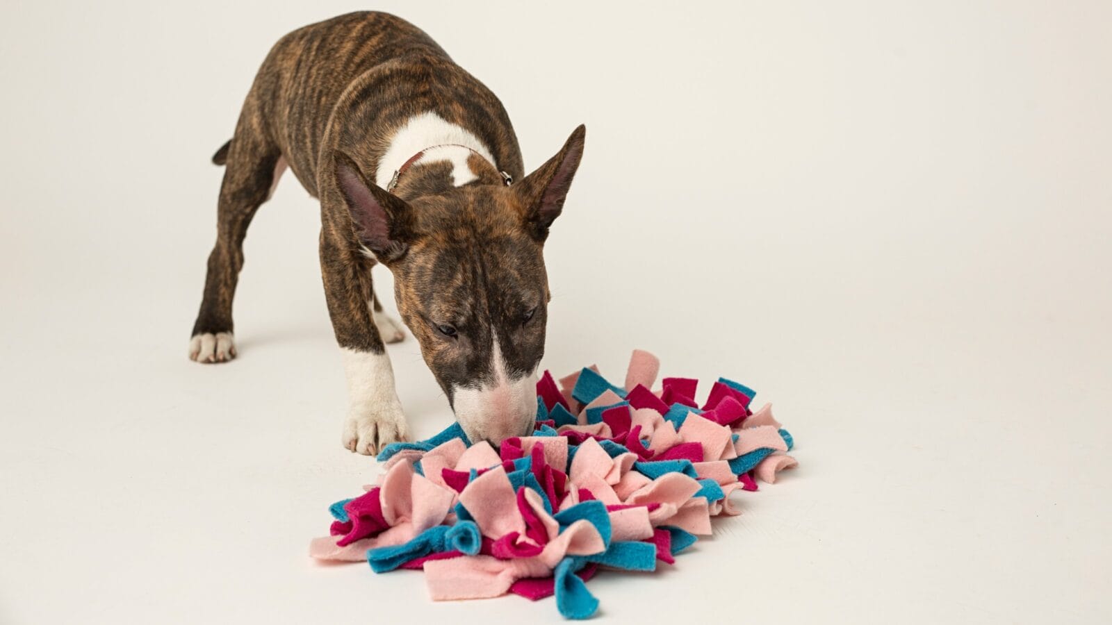 A miniature white and brown bull terrier sniffing a rug.