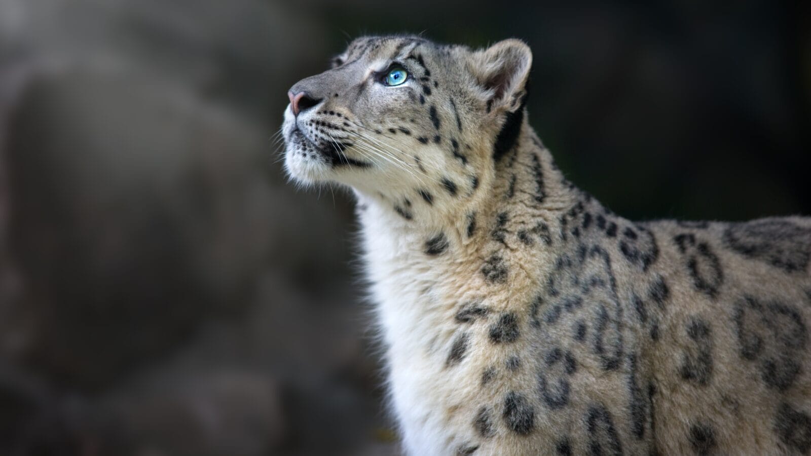 Snow leopard portrait close up on dark background.