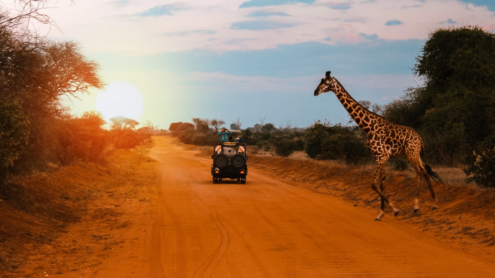 A jeep stops while a Giraffe crosses the road during a Safari in Kenya.