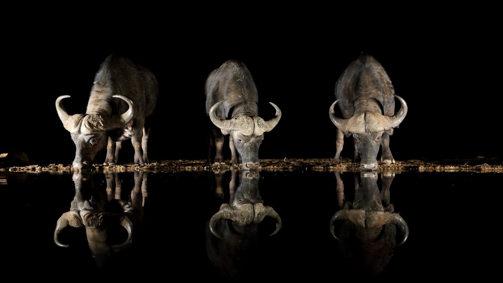 An African buffalo is drinking in a pool of water in the savannah.