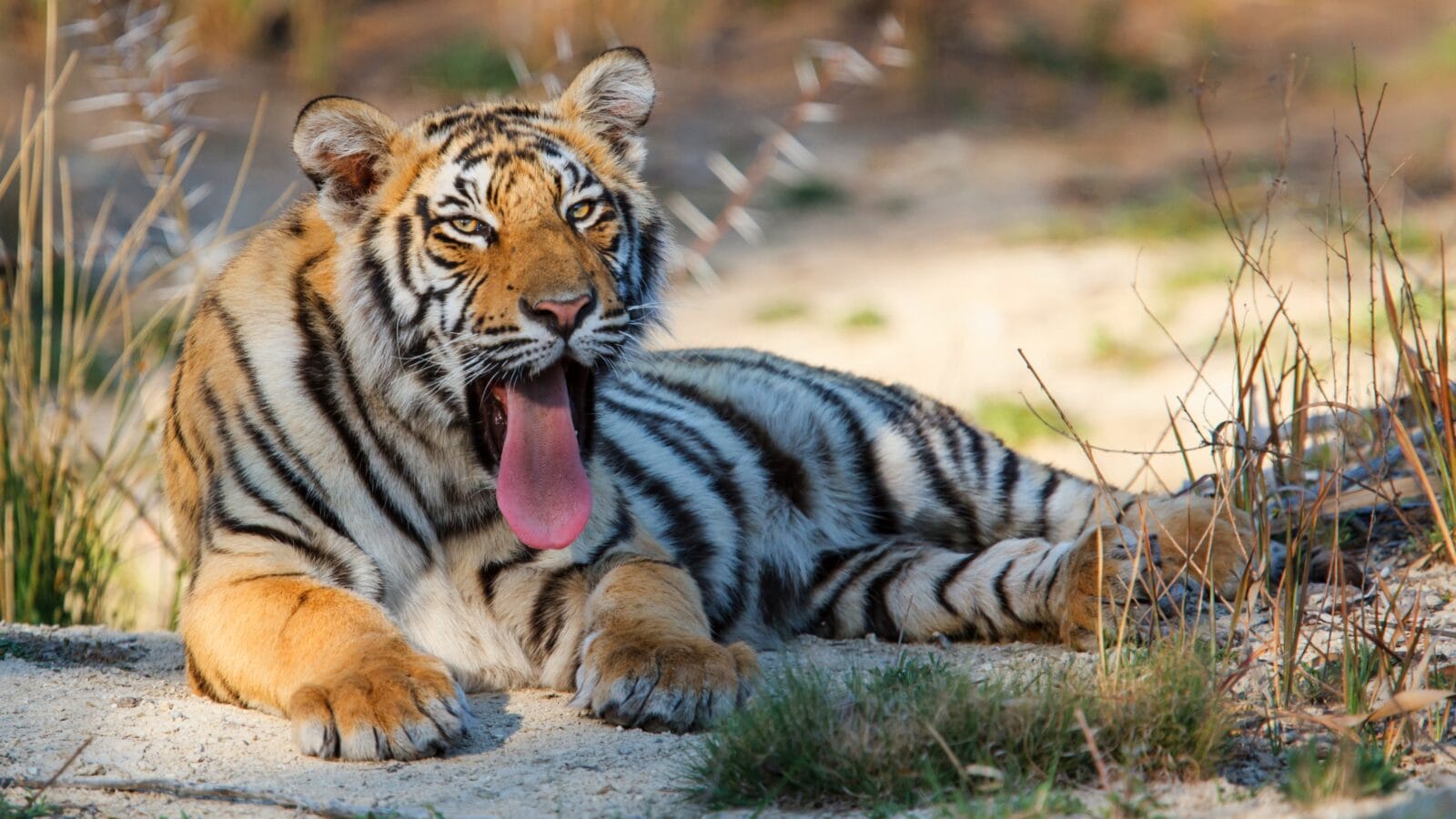 Tiger cub yawning in a Private Game Reserve in South Africa.