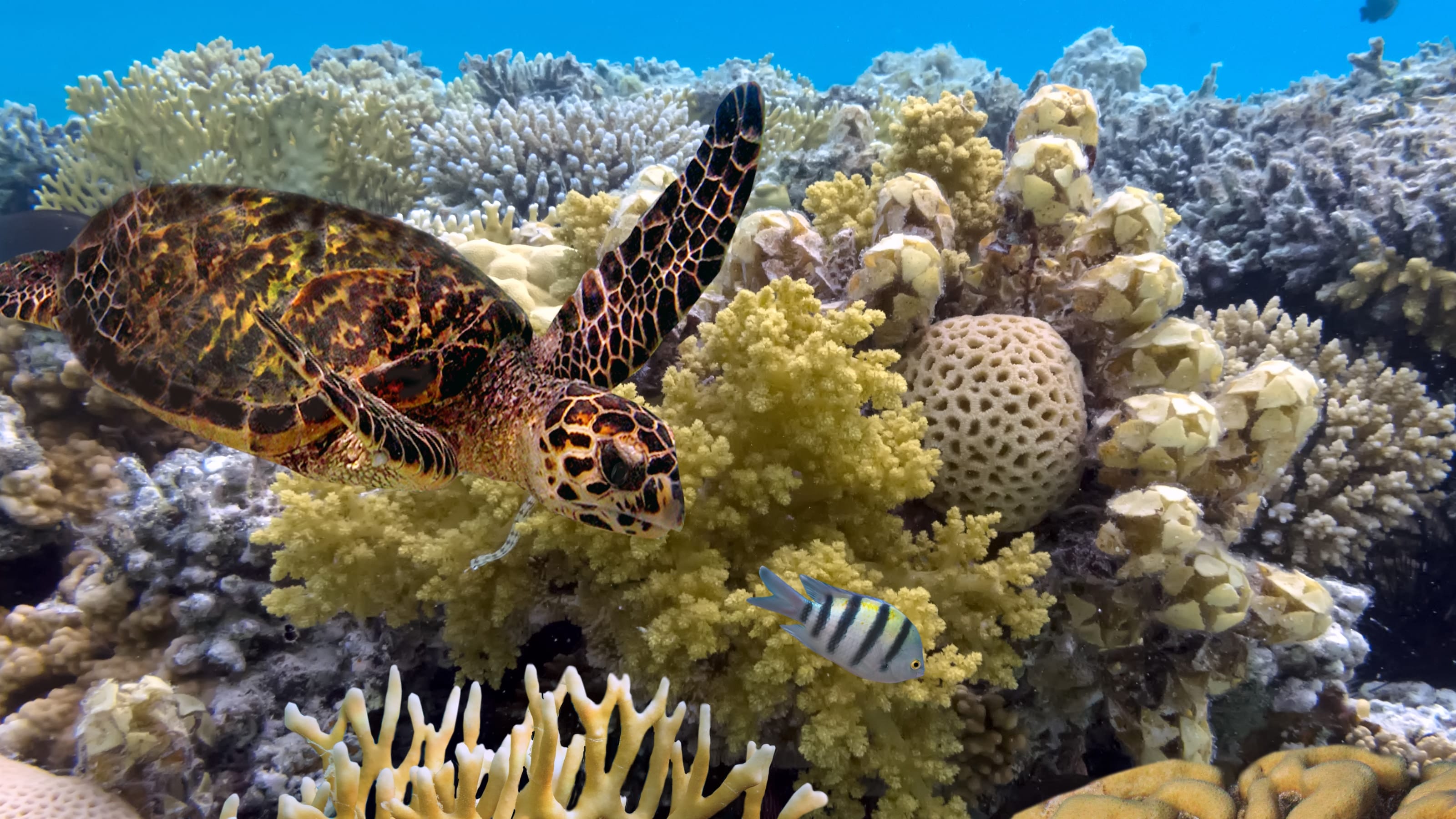 Great Barrier Reef In Australia Hit By Another Mass Coral Bleaching ...