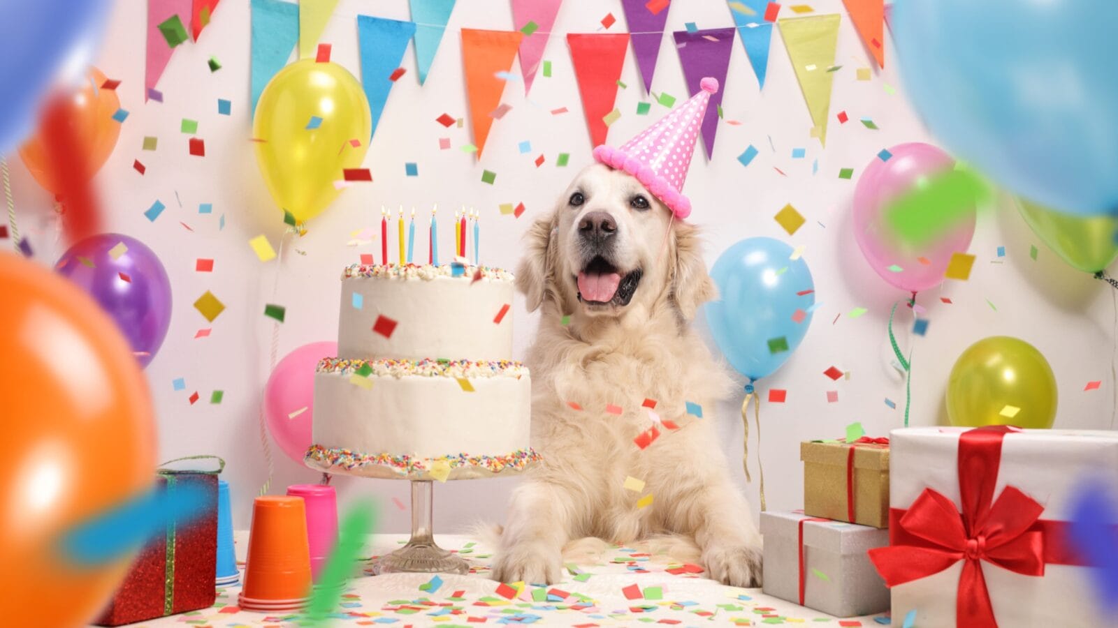 Labrador retriever dog with a birthday cake and a party hat
