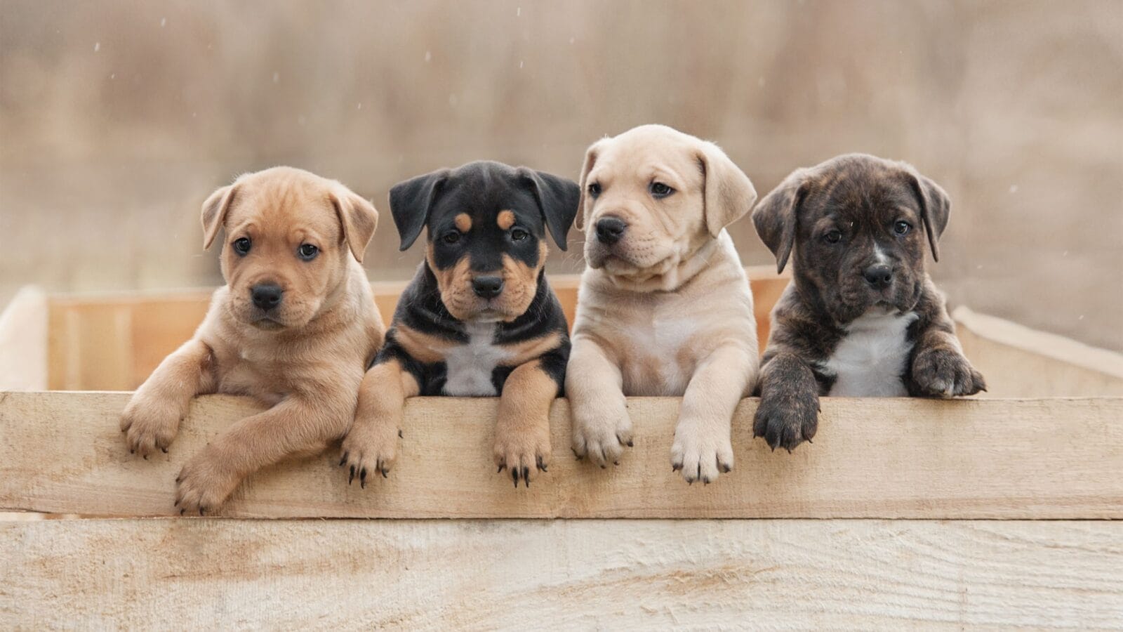 American staffordshire terrier puppies sitting in a box