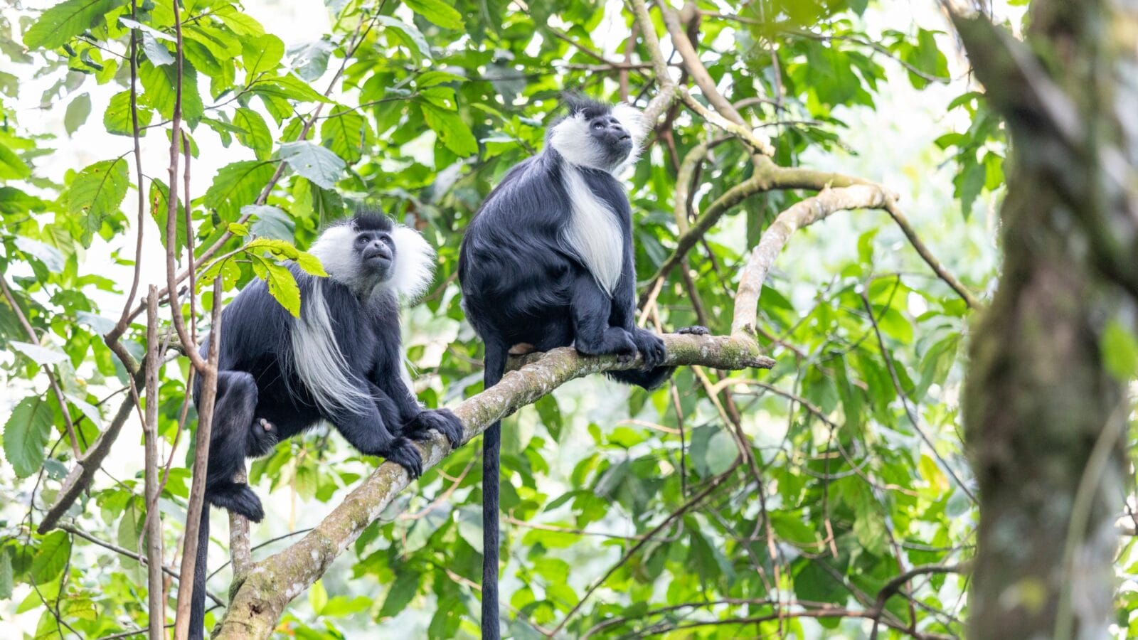 Colobus monkey in Rwanda