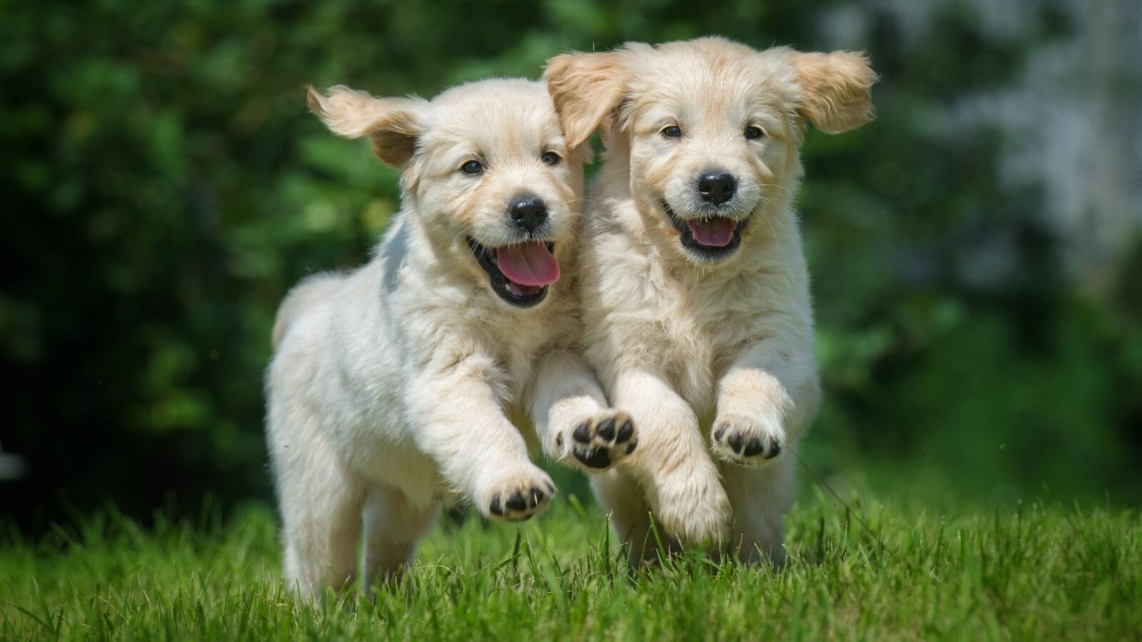 Two happy running puppies of golden retriever