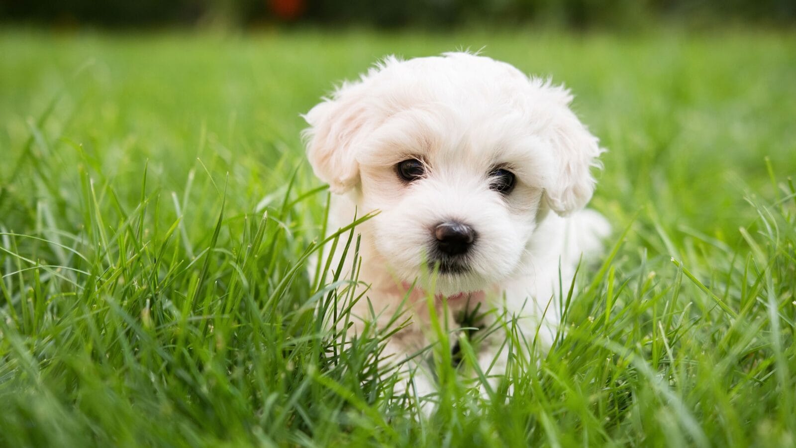 Small cute puppy of maltese dog sitting in the grass
