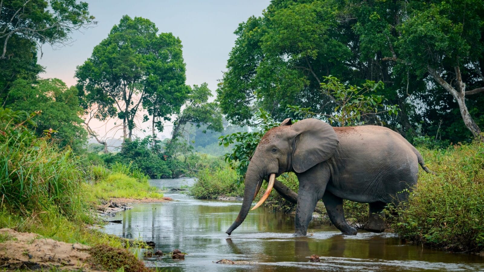 African forest elephant and the Lekoli River