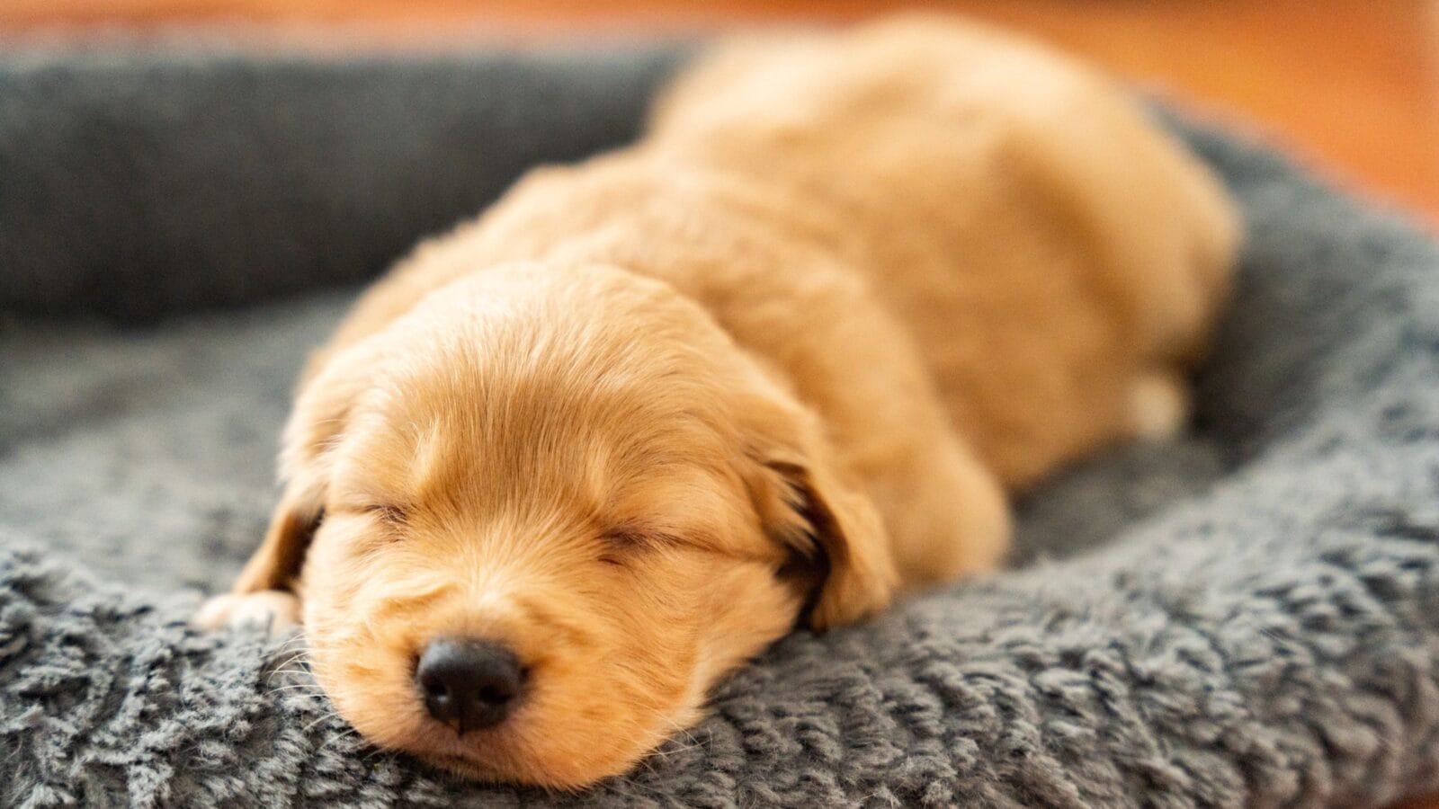 Baby dog Golden Retriever Puppy