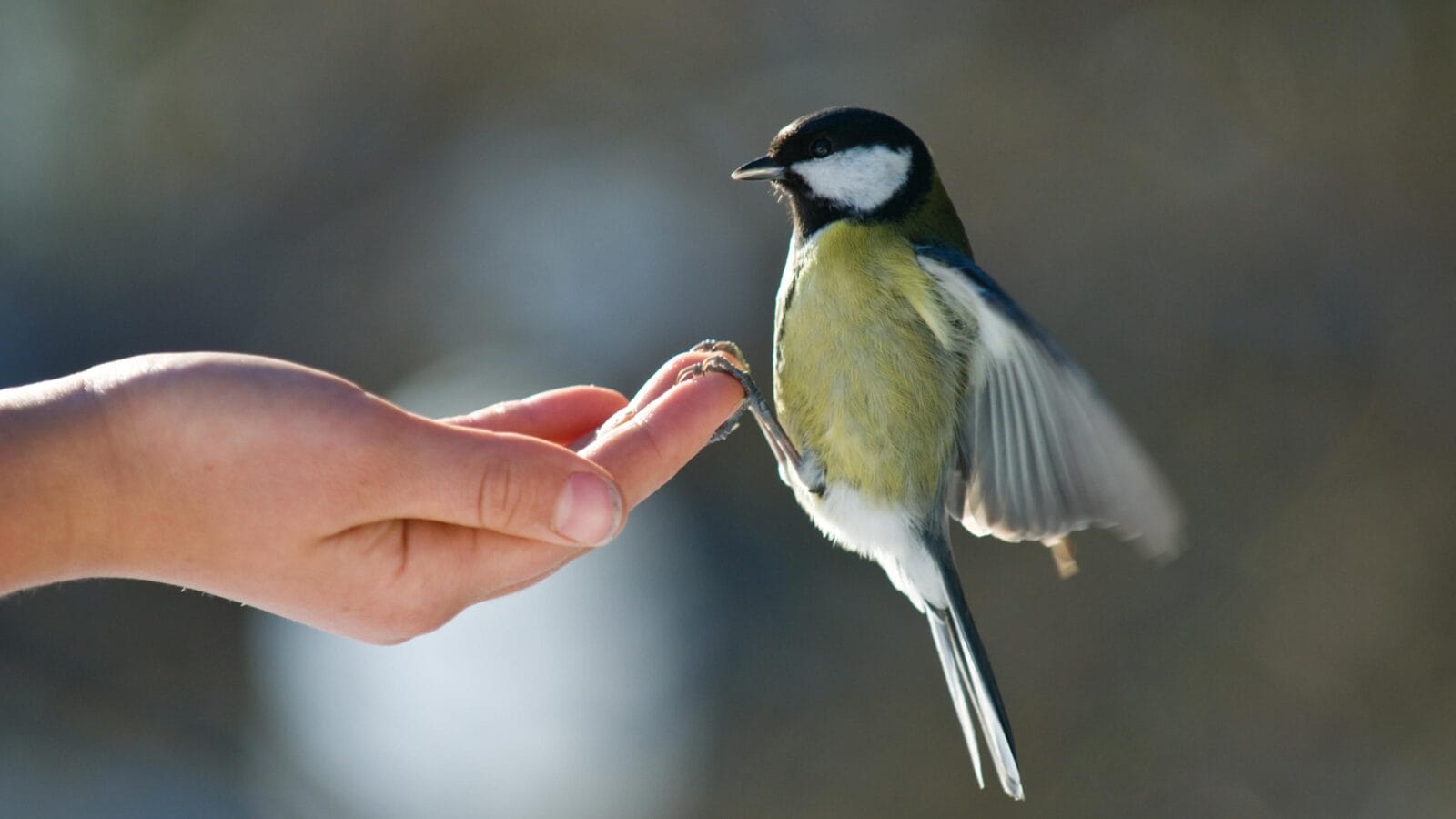 A tit bird landing on one's hand