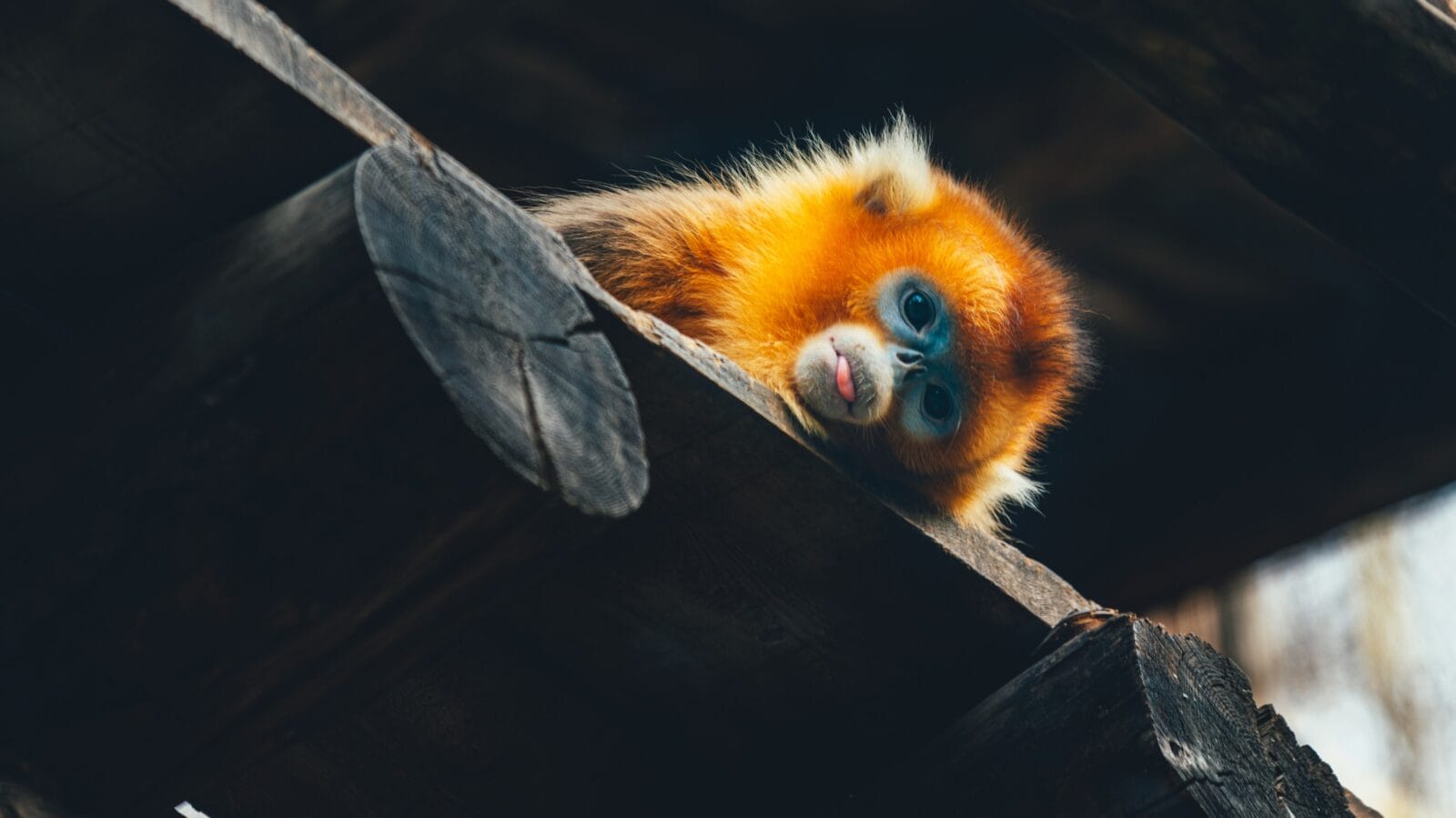 A golden snub-nosed monkey in Beijing Zoo, China