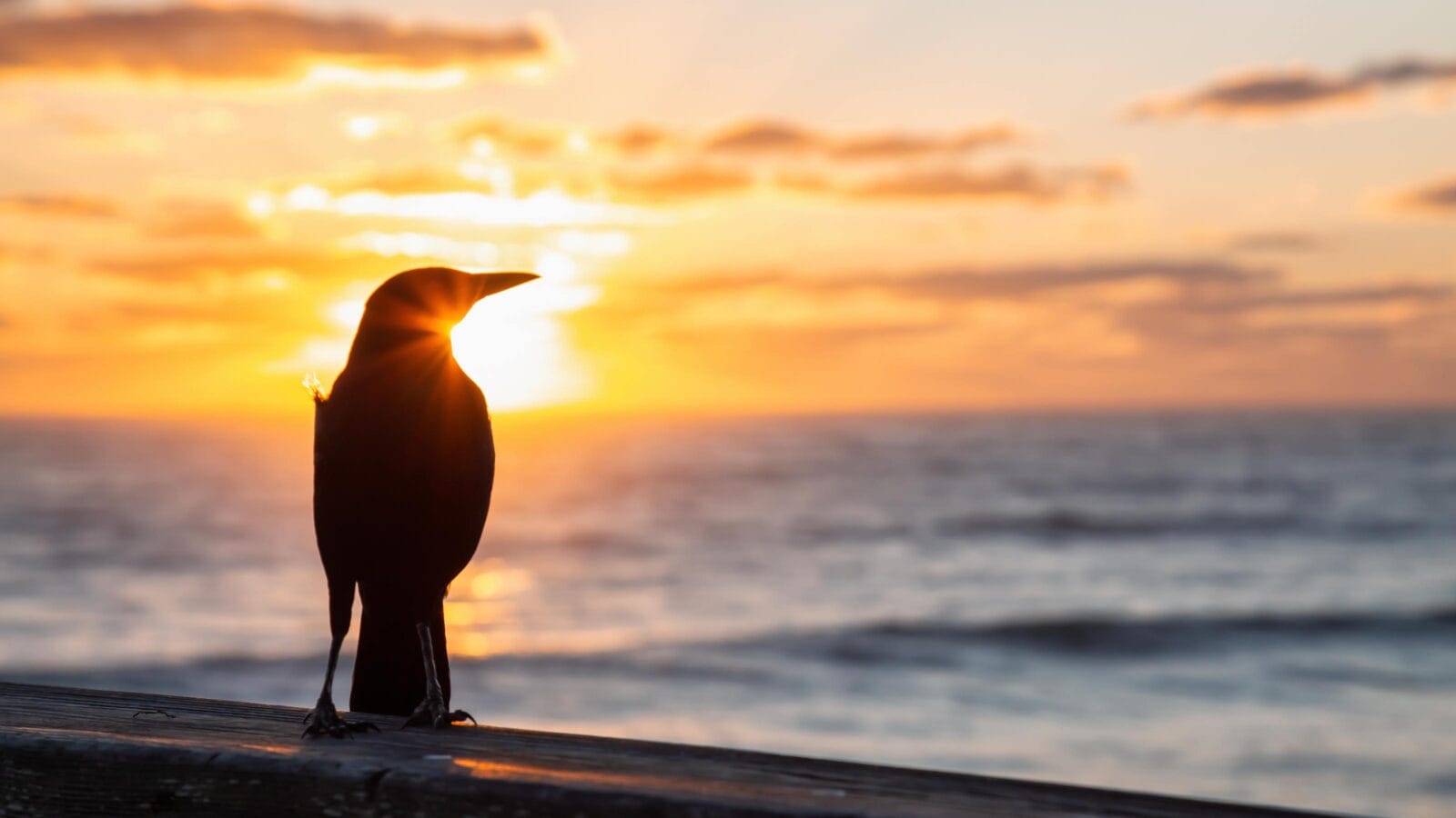 Sea Bird sitting on a wooden pier by the ocean during a vibrant cloudy sunrise in Daytona Beach, Florida, United States.