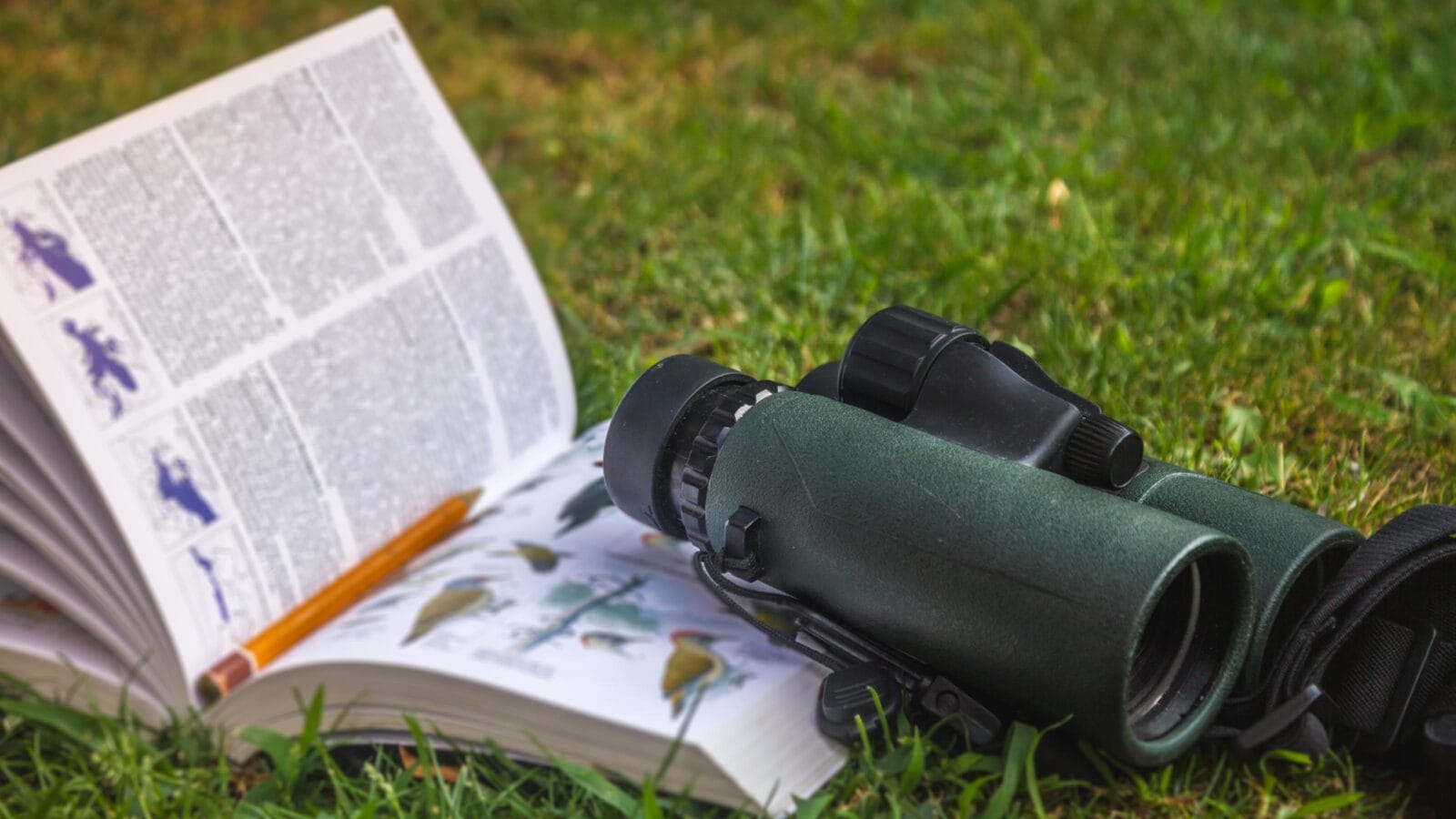 Binoculars and Bird Guide