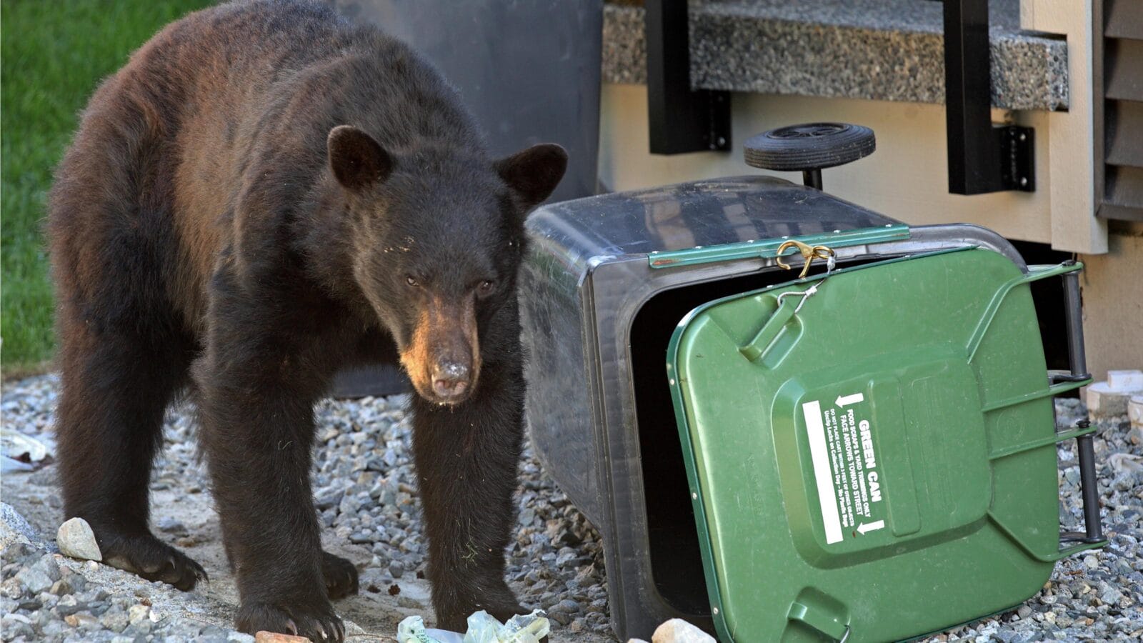 Black bear getting into household garbage on garbage day