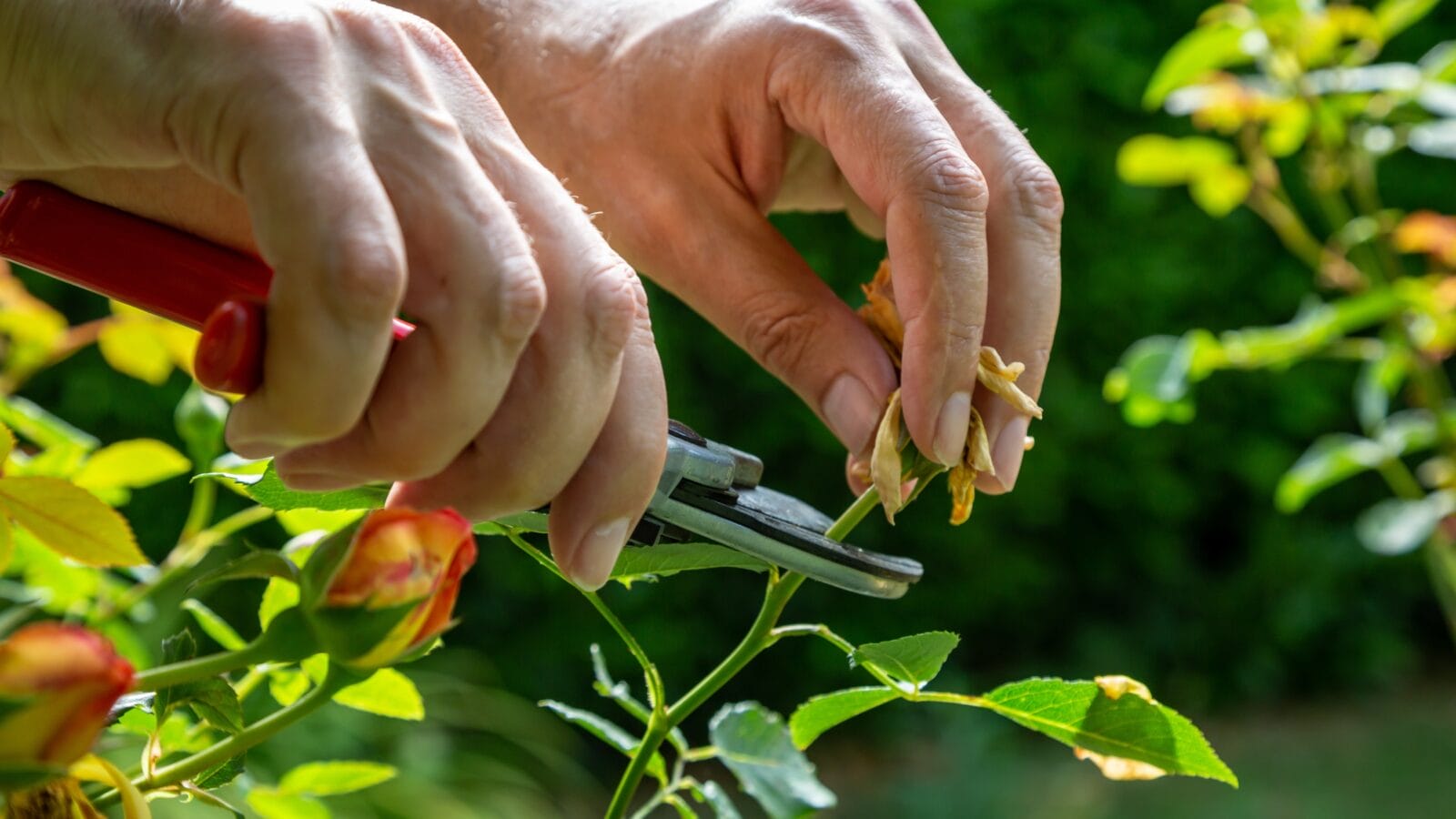 A man deadheading a rose bush in summertime