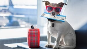 Dog with a boarding pass in its mouth