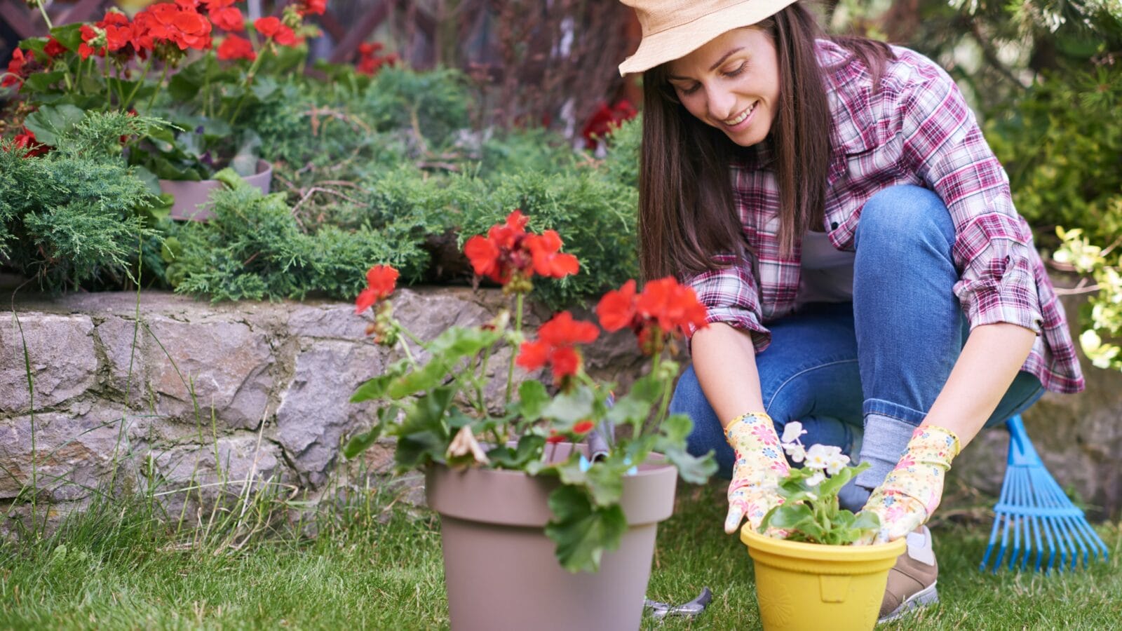 Caucasian female gardener in working clothes and with gardening gloves planting begonia while crouching.