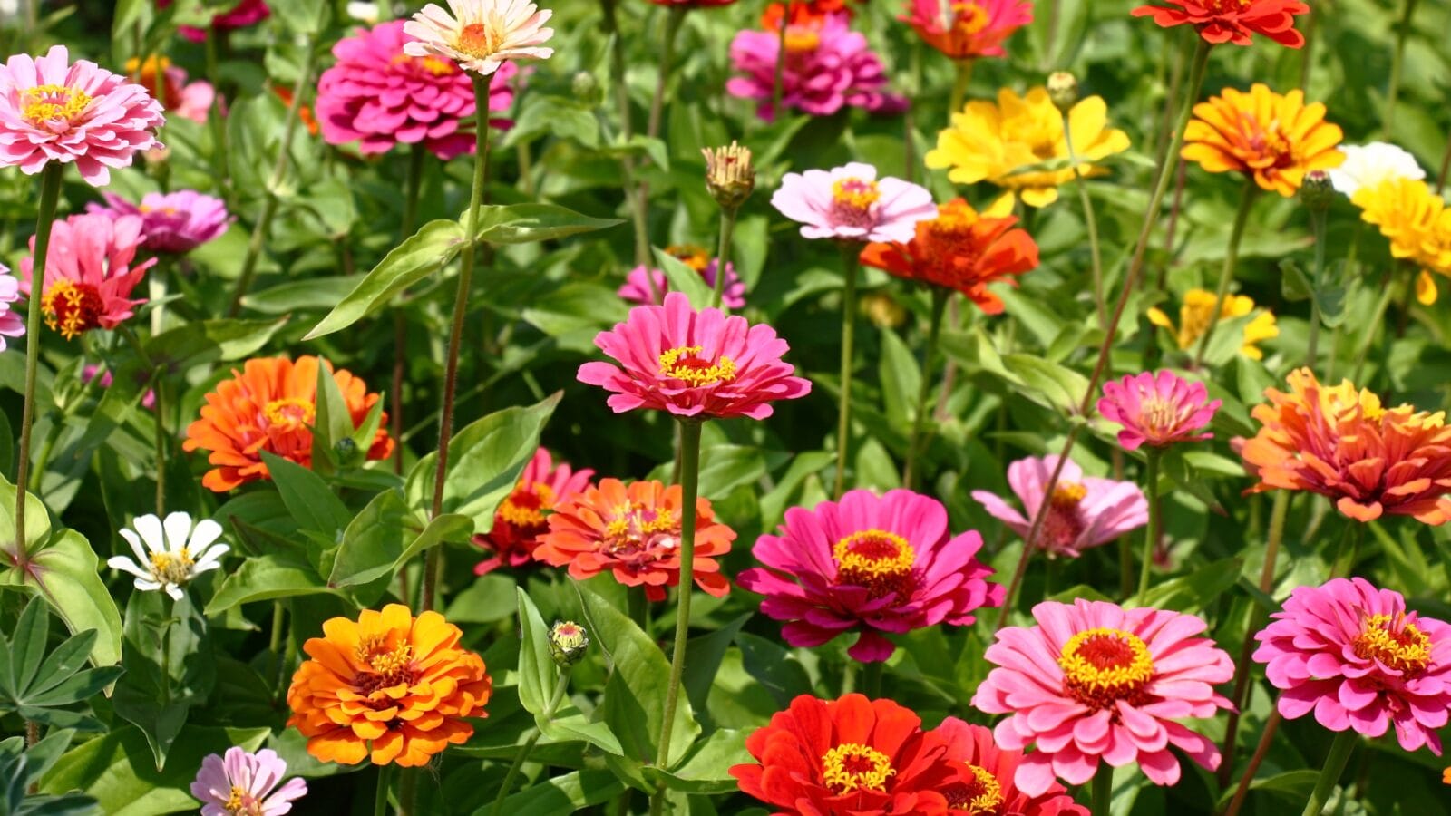 a flower bed in a large number various zinnias grow and blossom