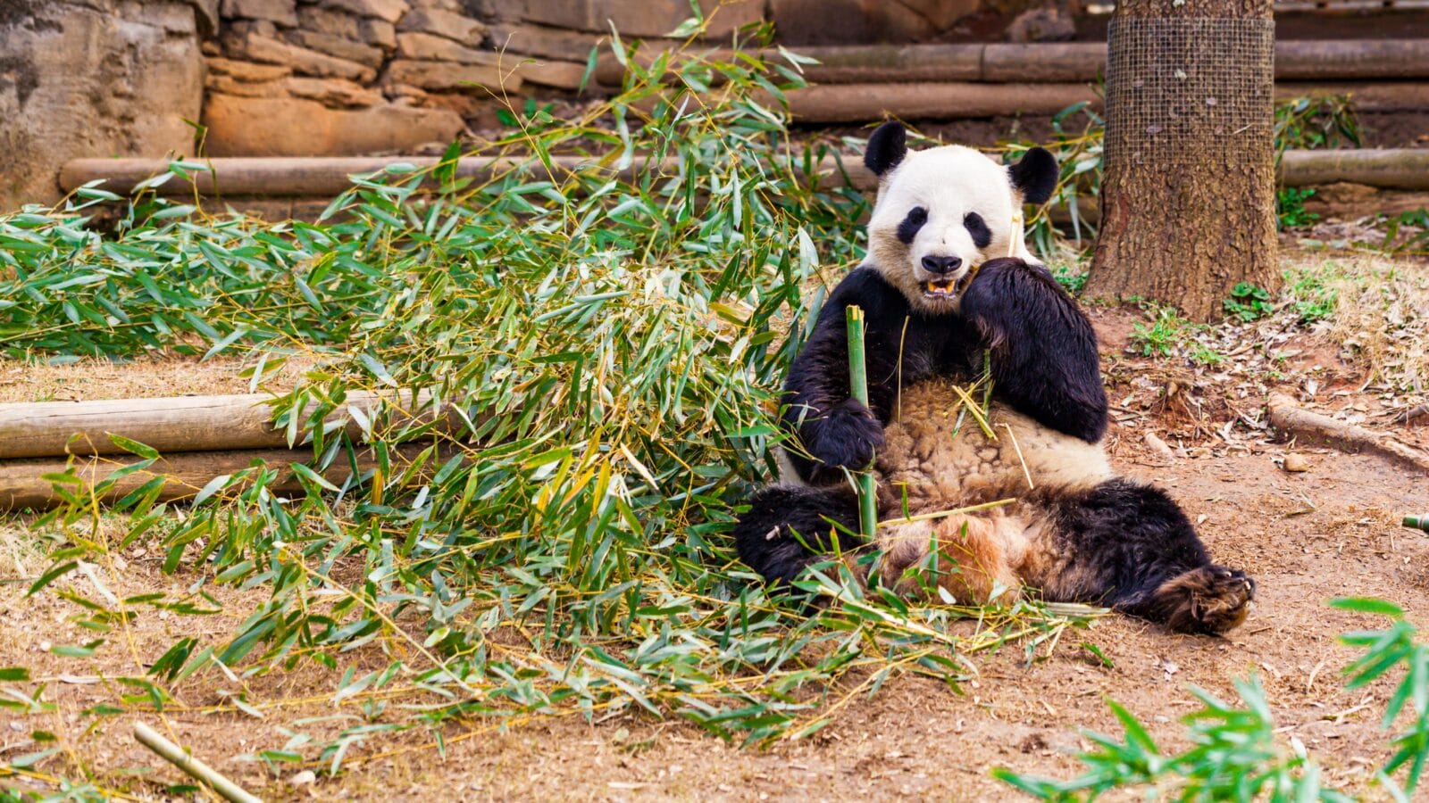 Giant Panda Bear Eating Bamboo at the Zoo.