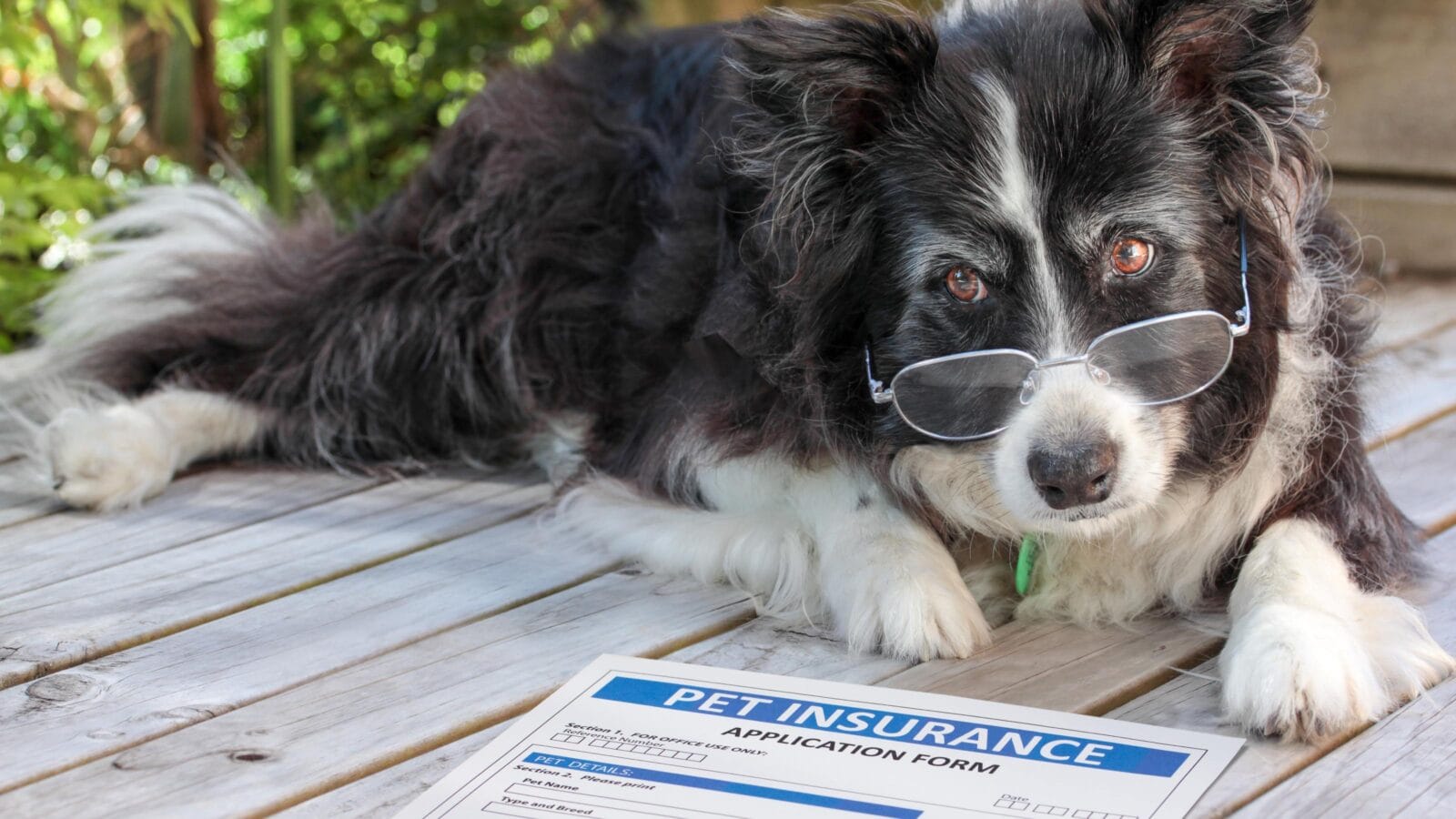 Elderly border collie dog in spectacles considers buying pet insurance.