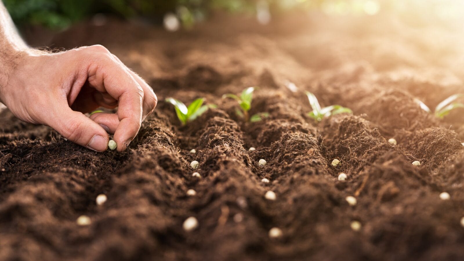 Farmer's Hand Planting Seeds In Soil In Rows