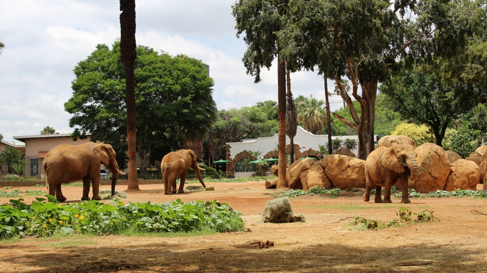 Elephants at ZOO Pretoria