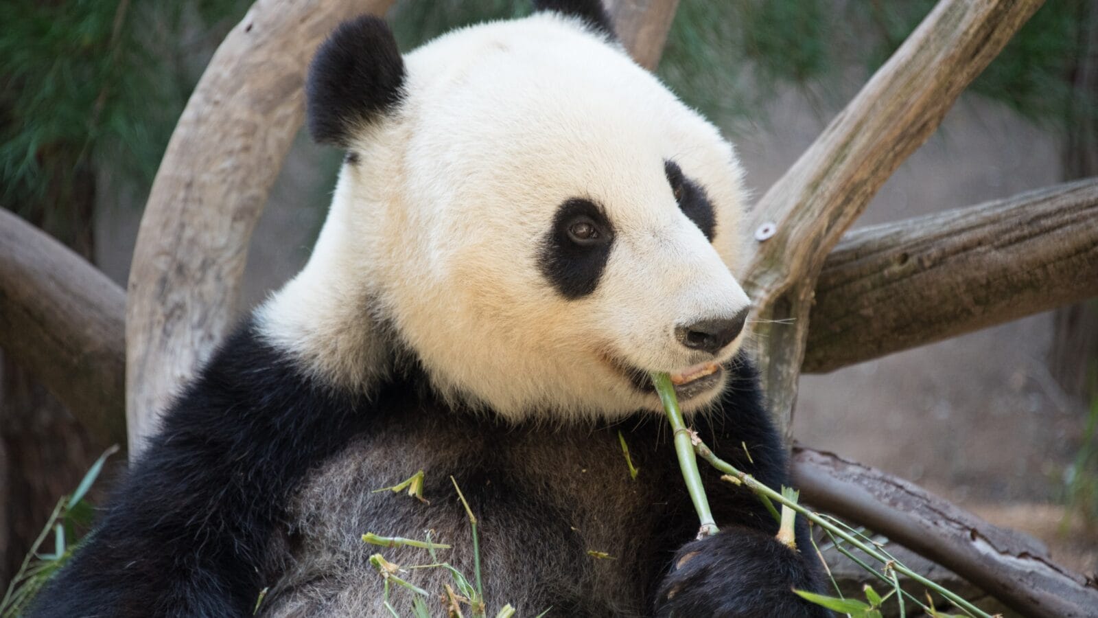 Panda eating bamboo at San Diego Zoo