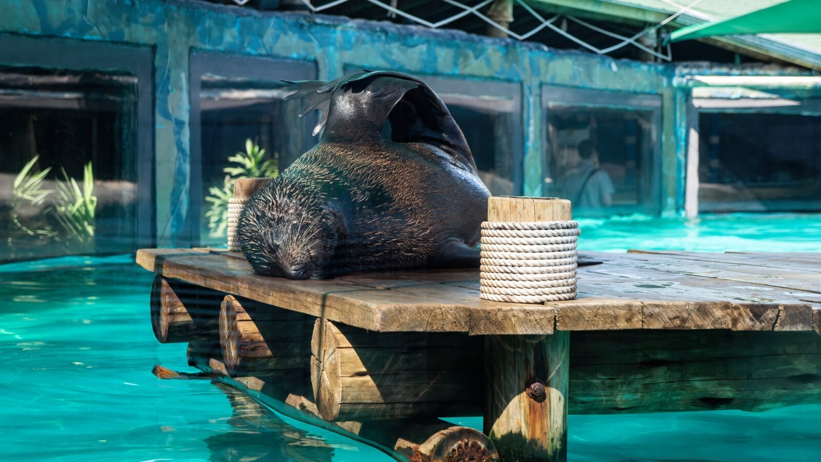 A South American fur seal (Arctocephalus australis) doing some stretching at the edge of a wooden pier inside his animal enclosure in Sao Paulo aquarium.