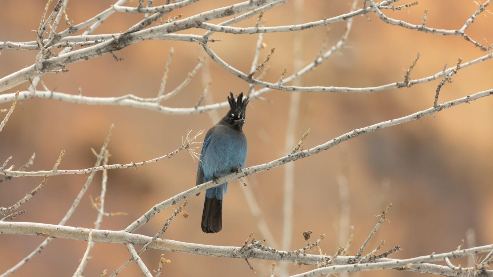 A Steller's jay perches in the winter bare branches of a cottonwood tree