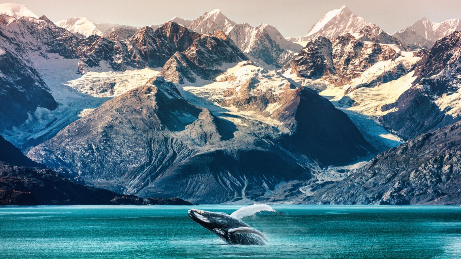 Alaska whale playing in the sea.