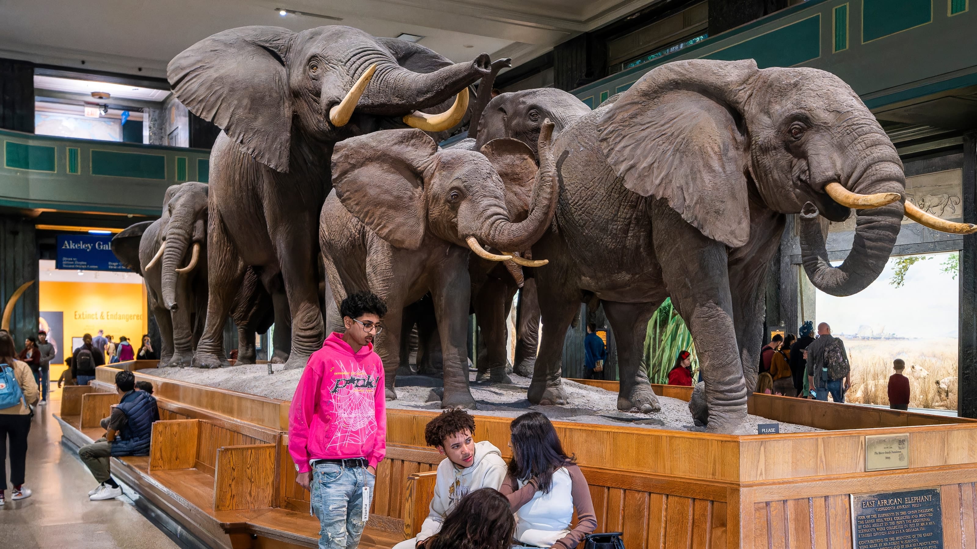 American Museum of Natural History