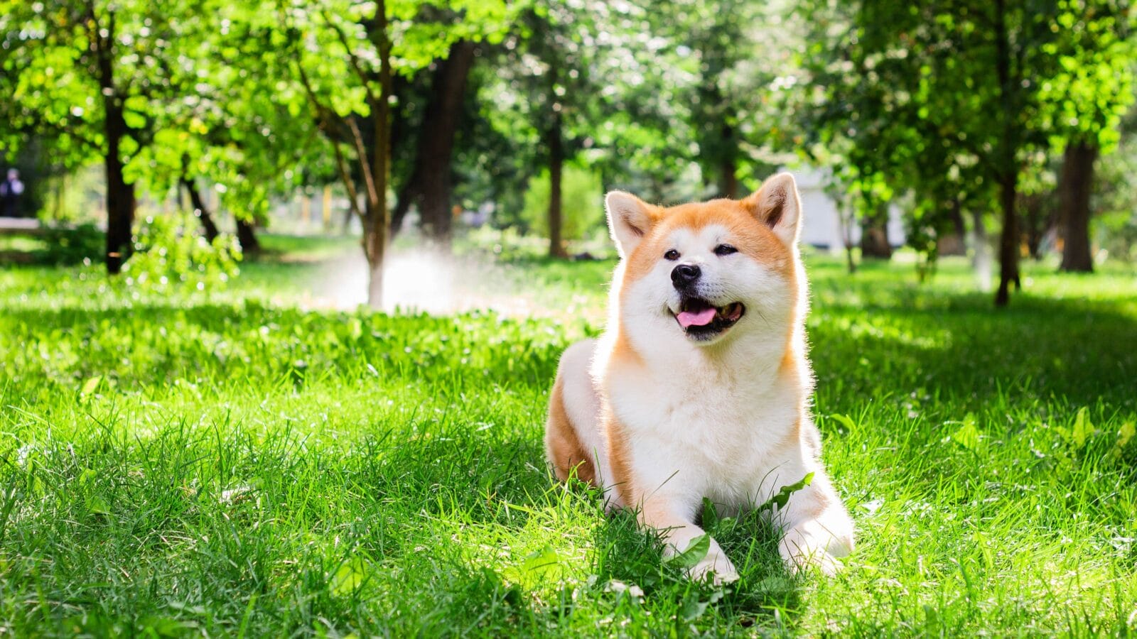 Beautiful male Japanese dog Akita inu, lying in nature