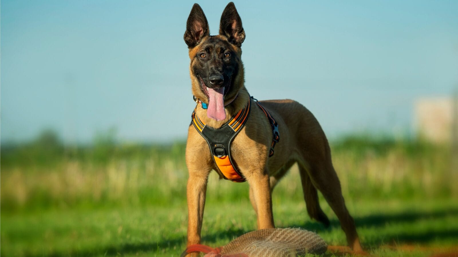 Portrait of a Belgian Shepherd Malinois in a summer meadow