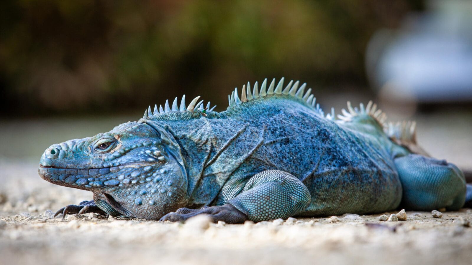 Extremely Rare Blue Iguana (Cyclura lewisi) is protected in the Queen Elizabeth II Botanic Park, where you can find the real natural habitat of this surprising creature.